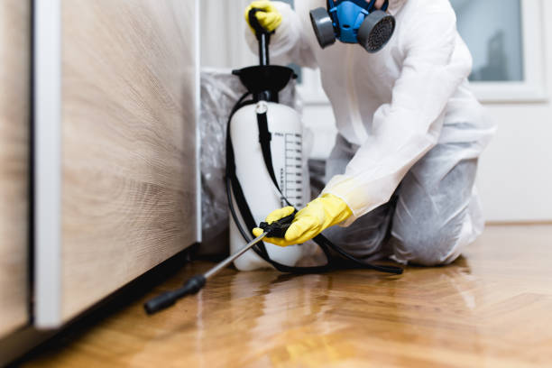Best Affordable Pest Control Services  in Grain Valley, MO