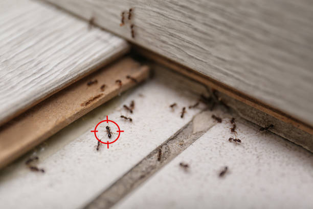  Grain Valley, MO Pest Control Pros