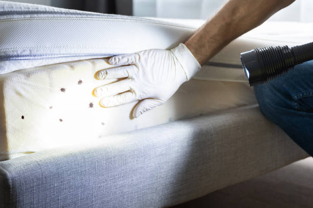 Best Ant Control Services  in Grain Valley, MO
