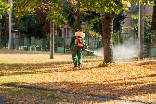 Wasp Removal Services in Grain Valley, MO