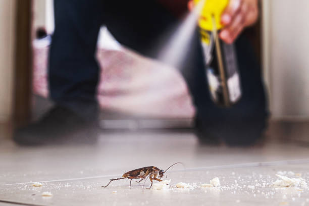 Wasp Removal Services in Grain Valley, MO
