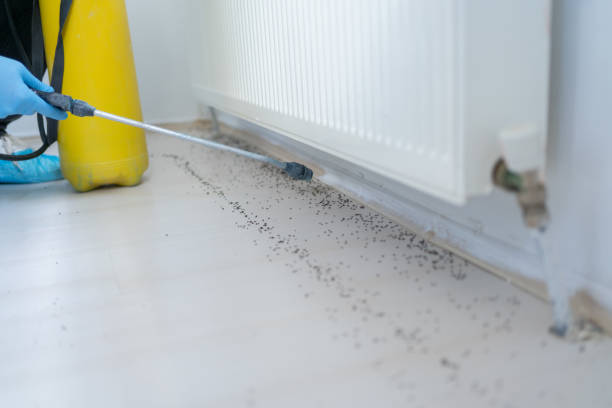 Best Pest Prevention Services  in Grain Valley, MO