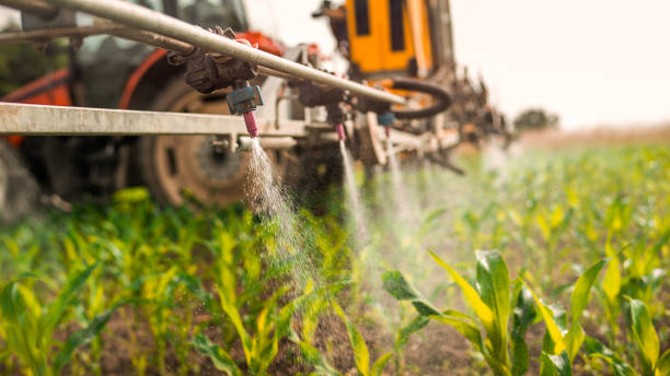 Best Affordable Pest Control Services  in Grain Valley, MO